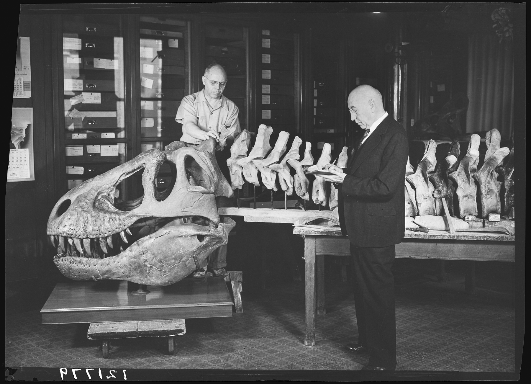 amnh 5027